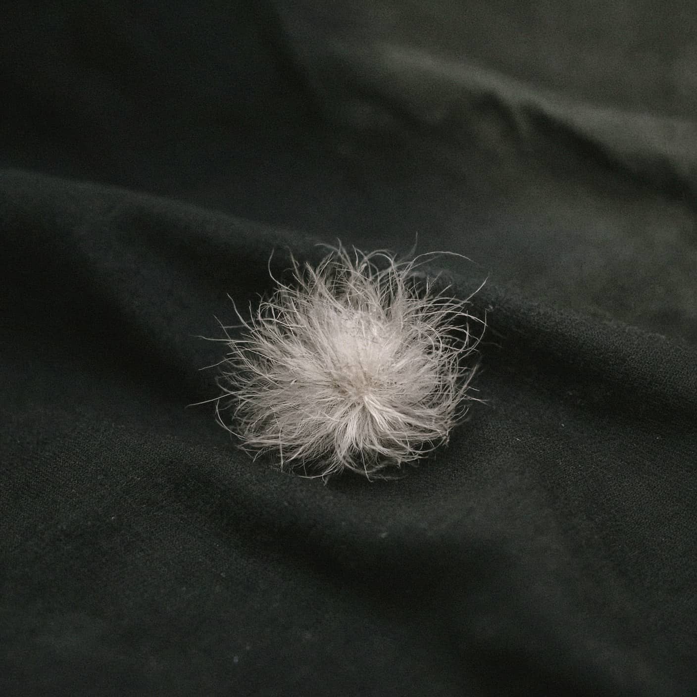 Macro of a single down cluster lofted on dark fabric